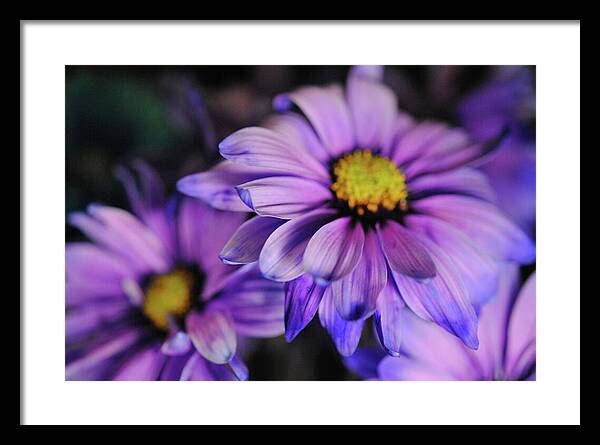 Raw Flowers 18 - Framed Print