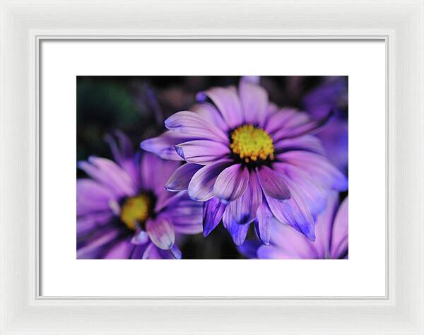 Raw Flowers 18 - Framed Print