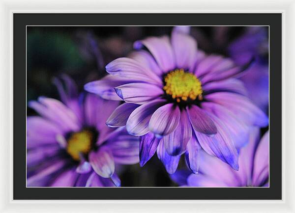 Raw Flowers 18 - Framed Print