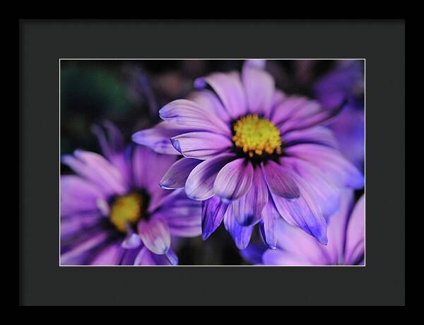 Raw Flowers 18 - Framed Print