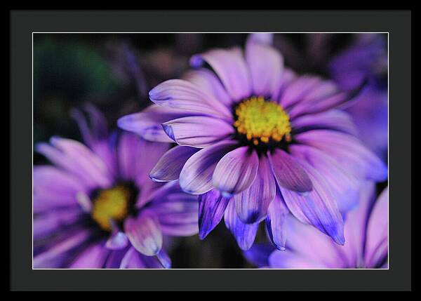 Raw Flowers 18 - Framed Print