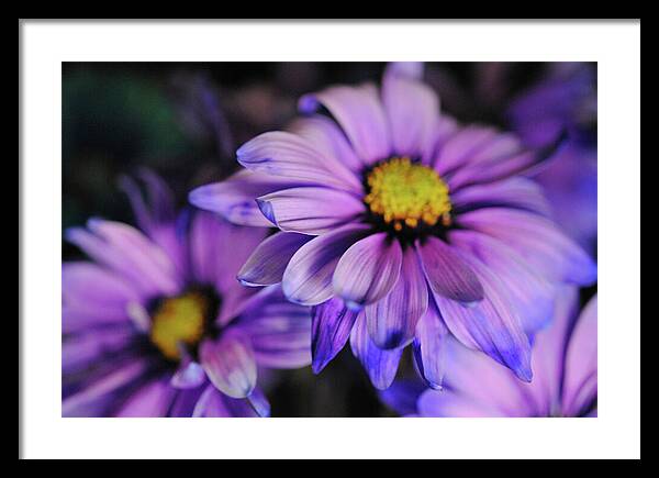 Raw Flowers 18 - Framed Print