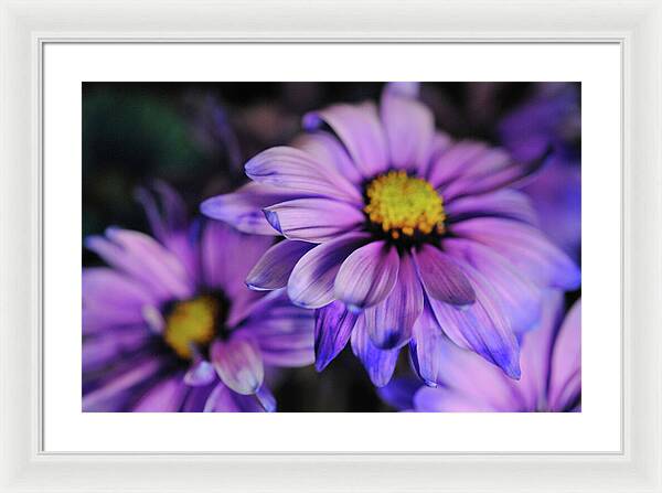 Raw Flowers 18 - Framed Print