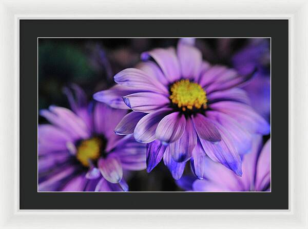 Raw Flowers 18 - Framed Print