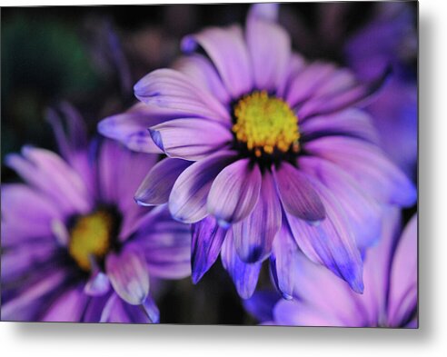 Raw Flowers 18 - Metal Print