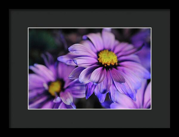 Raw Flowers 18 - Framed Print