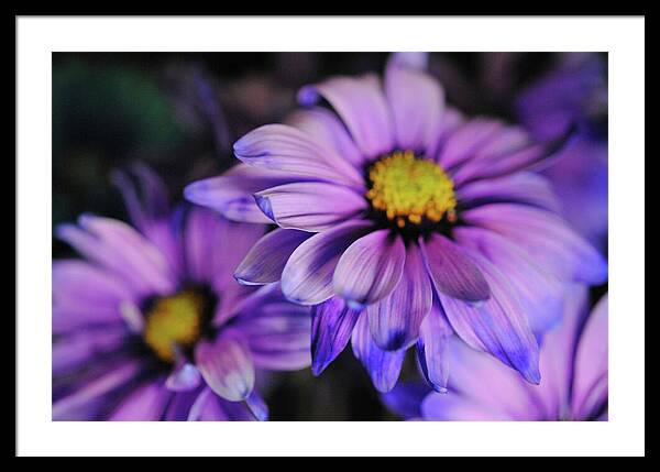 Raw Flowers 18 - Framed Print