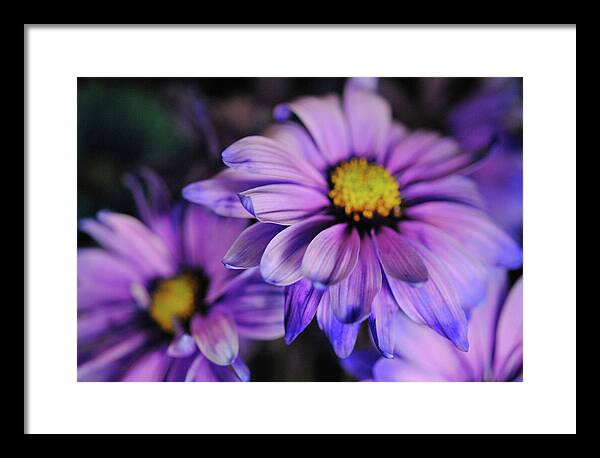 Raw Flowers 18 - Framed Print