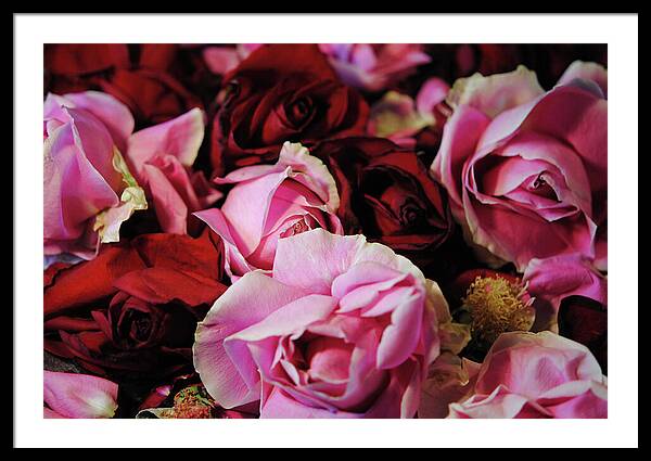 Raw Flowers 20 - Framed Print