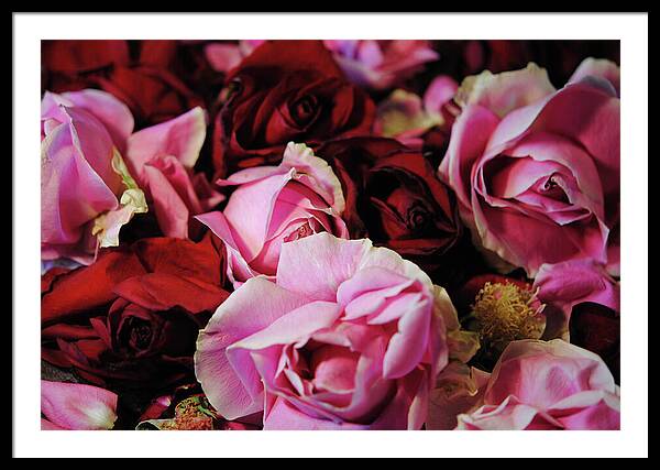 Raw Flowers 20 - Framed Print