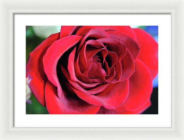 Raw Flowers 22 - Framed Print