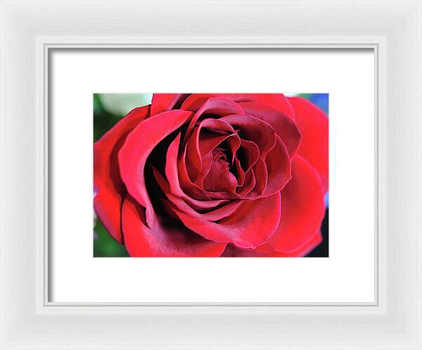 Raw Flowers 22 - Framed Print