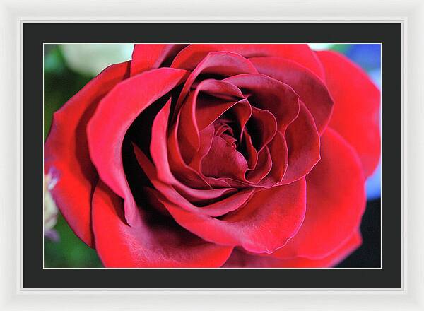 Raw Flowers 22 - Framed Print