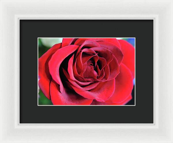 Raw Flowers 22 - Framed Print