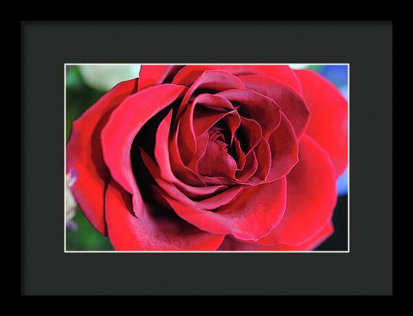 Raw Flowers 22 - Framed Print