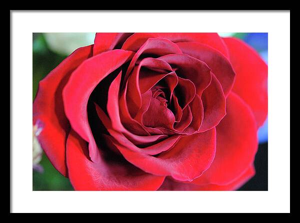 Raw Flowers 22 - Framed Print