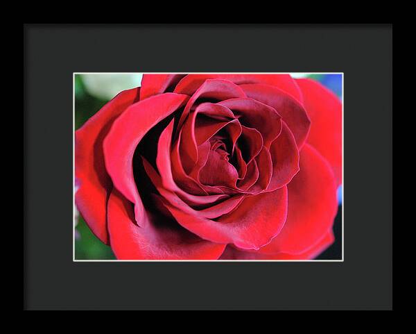 Raw Flowers 22 - Framed Print