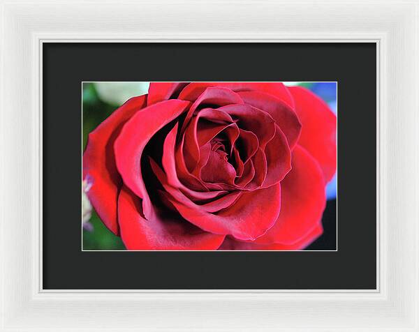 Raw Flowers 22 - Framed Print