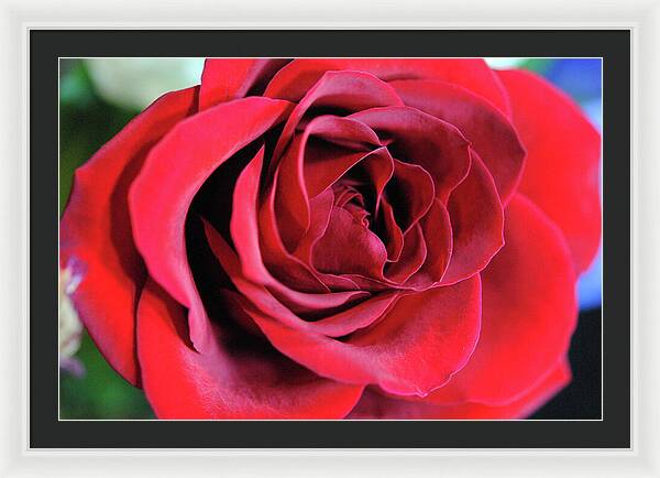 Raw Flowers 22 - Framed Print