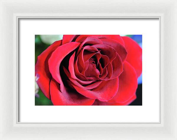 Raw Flowers 22 - Framed Print