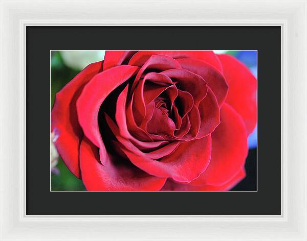 Raw Flowers 22 - Framed Print