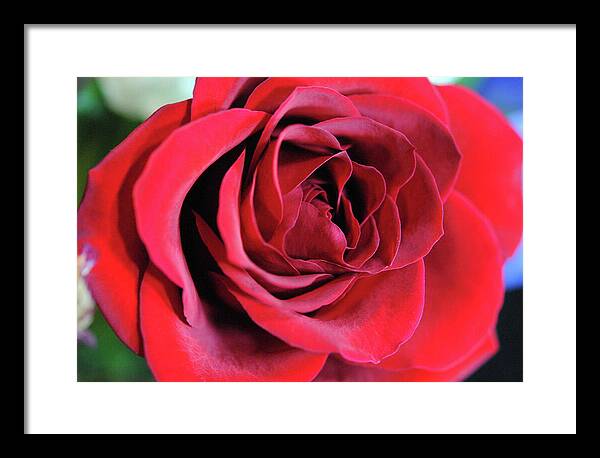 Raw Flowers 22 - Framed Print