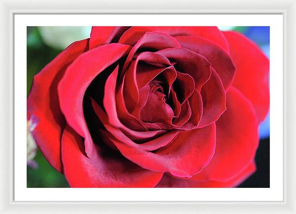 Raw Flowers 22 - Framed Print