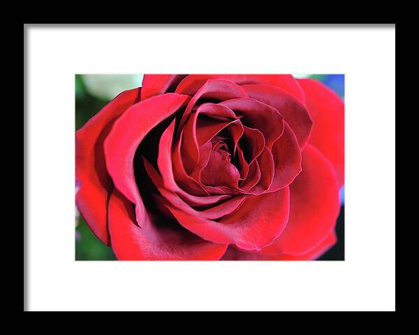 Raw Flowers 22 - Framed Print