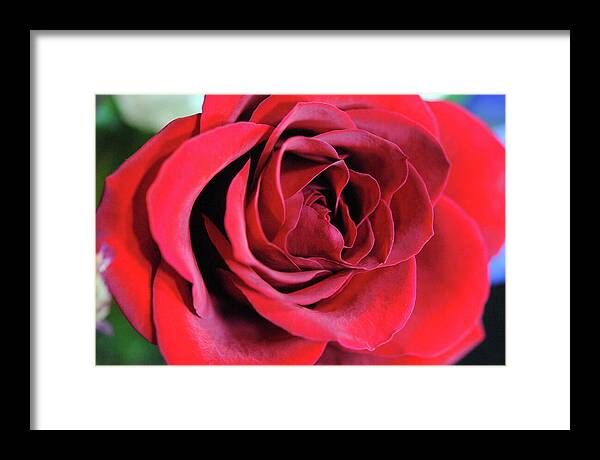 Raw Flowers 22 - Framed Print