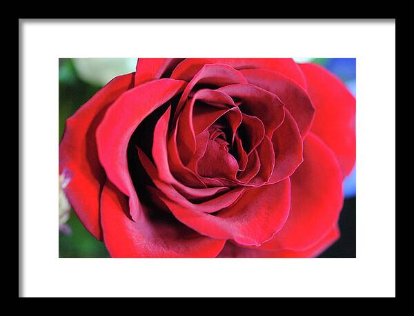 Raw Flowers 22 - Framed Print