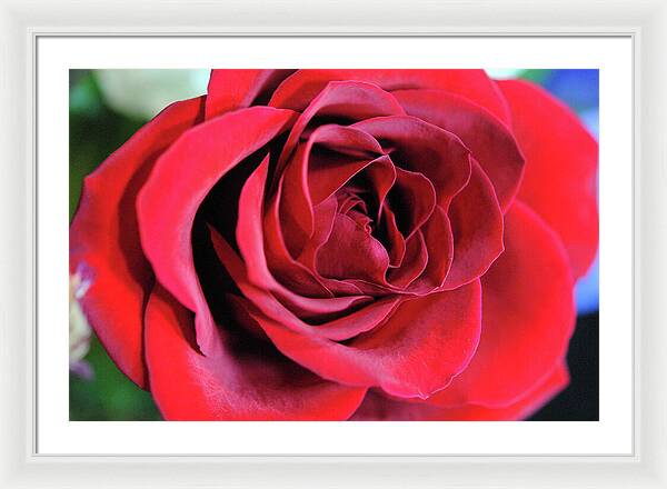 Raw Flowers 22 - Framed Print