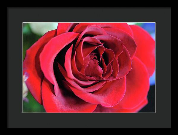 Raw Flowers 22 - Framed Print