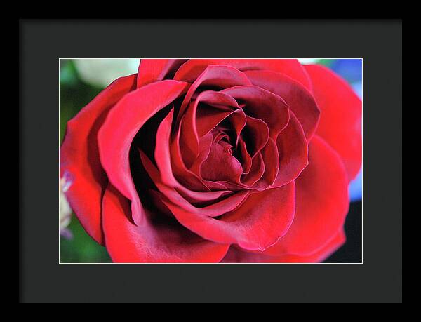 Raw Flowers 22 - Framed Print