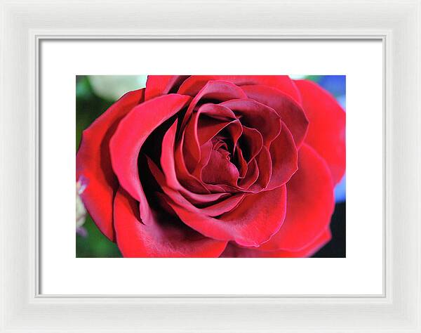 Raw Flowers 22 - Framed Print