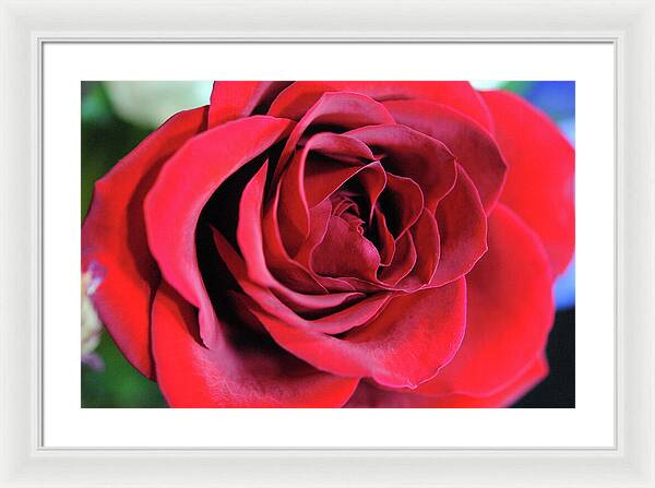 Raw Flowers 22 - Framed Print