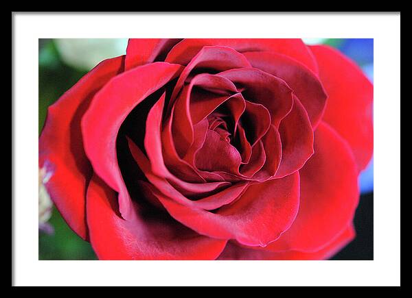 Raw Flowers 22 - Framed Print