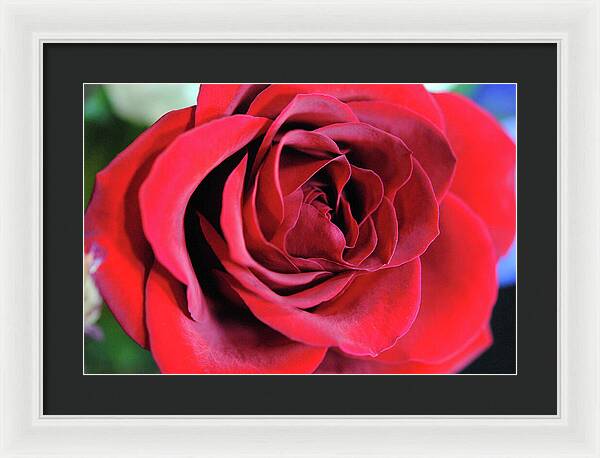 Raw Flowers 22 - Framed Print