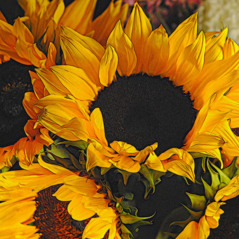 Sunflower Close Up Digital Image Download