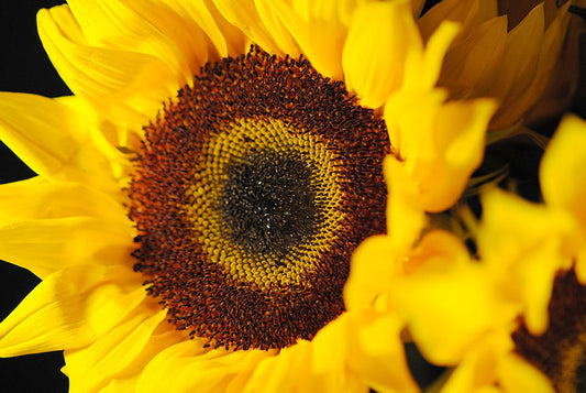 Sunflower Face Digital Image Download