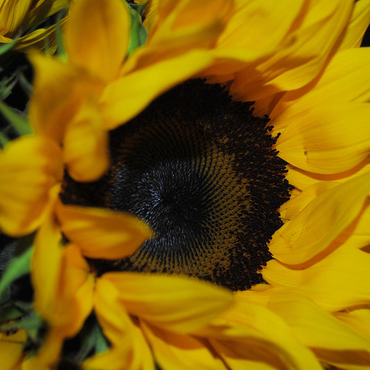 Sunflower Portrait Digital Image Download