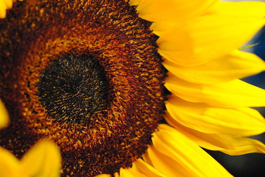 Sunflowers Heart Digital Image Download