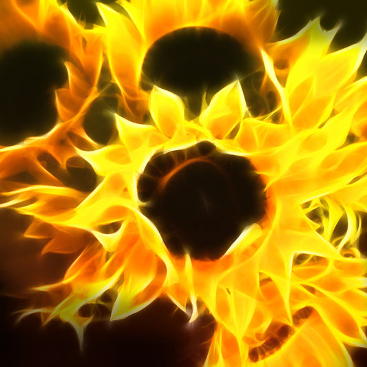Sunflowers On Fire Digital Image Download