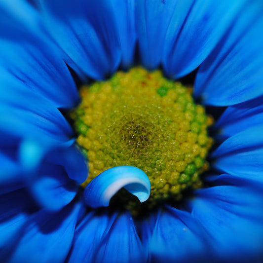 Super Close Blue Daisy Digital Image Download