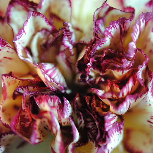 To Be A Carnation Digital Image Download