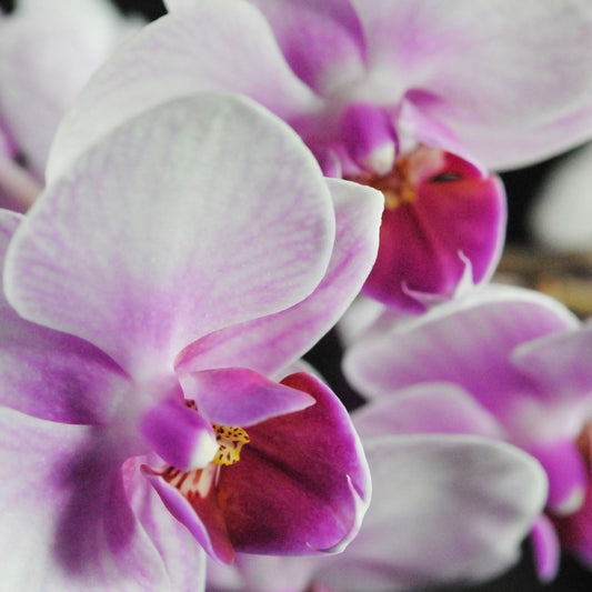 Two Pink Orchids Digital Image Download