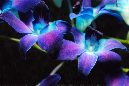 Two Purple Orchids Digital Image Download