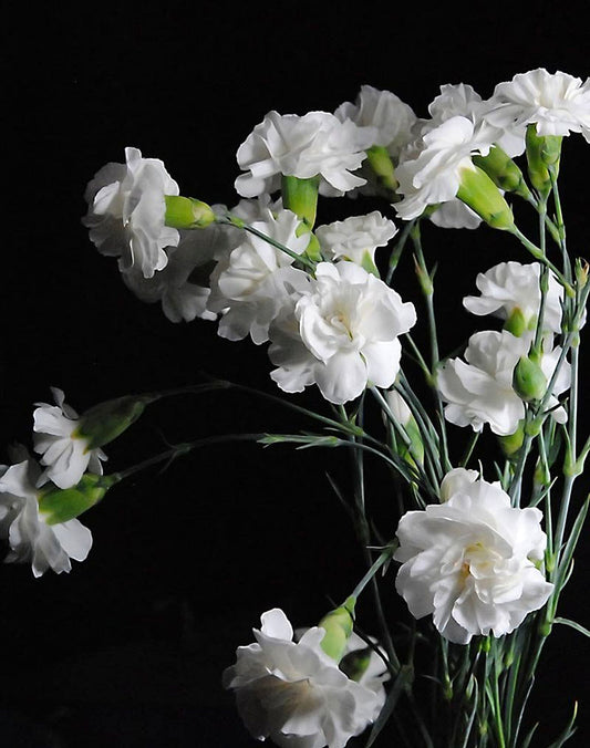 White Carnation Group Digital Image Download