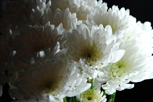 White Chrysanthemum Bouquet Digital Image Download