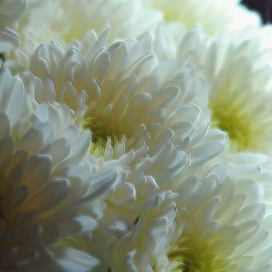 White Chrysanthemum Bouquet 2 Digital Image Download