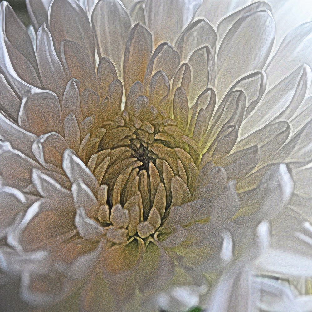 White Chrysanthemum Close Up Digital Image Download
